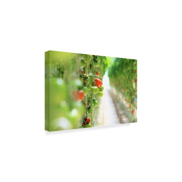 Incredi 'Tomato Red Green' Canvas Art,22x32
